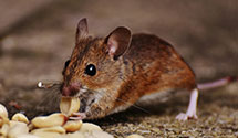 24 Hour & Emergency Exterminators in Va Bch, VA
